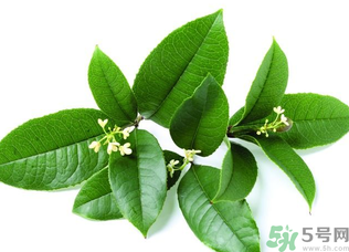 新鮮桂花怎么處理？新鮮桂花怎么保存？