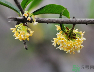新鮮桂花可以做什么好吃的？新鮮桂花的做法大全