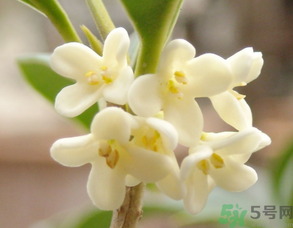 新鮮桂花可以做什么好吃的？新鮮桂花的做法大全