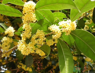 新鮮桂花可以做什么好吃的？新鮮桂花的做法大全