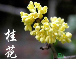 剛摘的桂花怎么處理？桂花摘下來怎么處理？