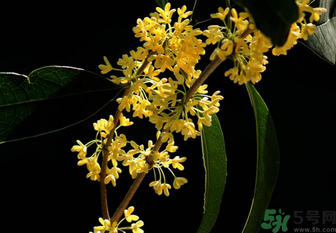 剛摘的桂花怎么處理？桂花摘下來怎么處理？