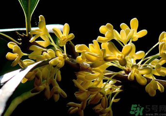 剛摘的桂花怎么處理？桂花摘下來怎么處理？