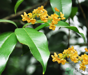 剛摘的桂花怎么清洗？新鮮桂花怎么清洗？