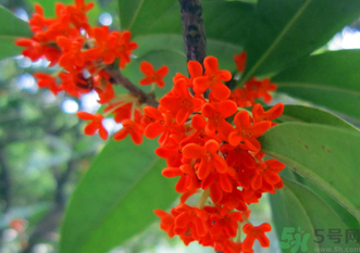 剛摘的桂花怎么清洗？新鮮桂花怎么清洗？