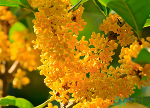 剛摘的桂花怎么清洗？新鮮桂花怎么清洗？