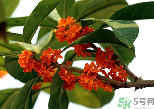 桂花怎么保存？桂花怎么保存香味？
