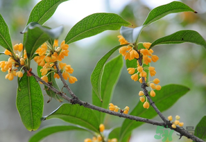 桂花怎么保存？桂花怎么保存香味？