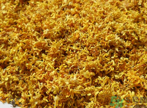  桂花多少錢(qián)一斤？桂花多少錢(qián)一兩？