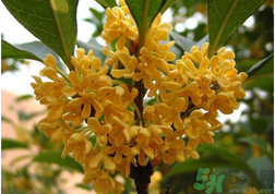 新鮮桂花怎么吃？新鮮桂花的食用方法