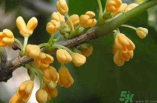 剛摘的桂花能吃嗎？剛摘的桂花可以吃嗎？