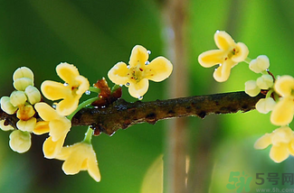 剛摘的桂花能吃嗎？剛摘的桂花可以吃嗎？
