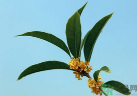 桂花可以做什么？新鮮桂花可以做什么？