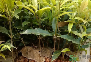 桂花可以做什么？新鮮桂花可以做什么？