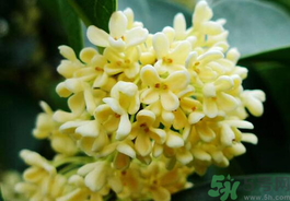 剛摘的桂花有蟲怎么辦？干桂花長蟲怎么辦？