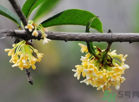 剛摘的桂花有蟲怎么辦？干桂花長蟲怎么辦？