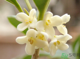 新鮮桂花怎么做干桂花？剛摘的桂花怎么處理成干桂花？