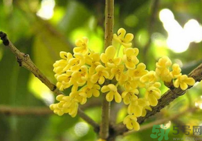 桂花怎么曬干？桂花曬好后可以做什么？