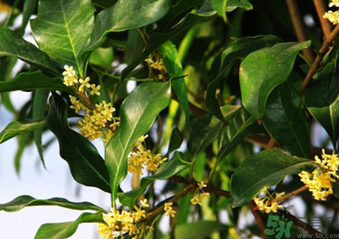 桂花什么時(shí)候采摘最好？桂花怎么采摘？