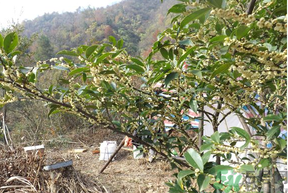 桂花什么時(shí)候采摘最好？桂花怎么采摘？