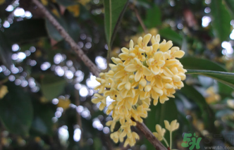 桂花什么時(shí)候采摘最好？桂花怎么采摘？