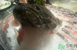 黑魚死了還能吃嗎？死黑魚能吃嗎？