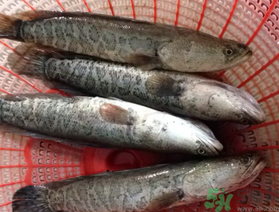 黑魚死了還能吃嗎？死黑魚能吃嗎？