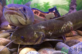 黑魚死了還能吃嗎？死黑魚能吃嗎？