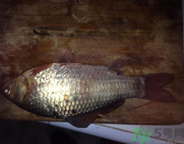 鯽魚死了還能吃嗎？死鯽魚能吃嗎？