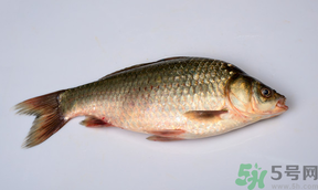 鯽魚死了多久不能吃？剛死的鯽魚能吃嗎？