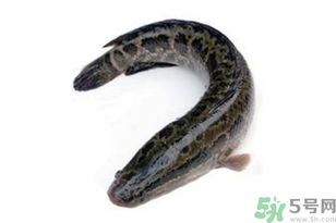 黑魚怎么洗掉身上的粘液？黑魚怎么洗才干凈？