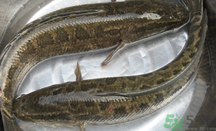 黑魚怎么洗掉身上的粘液？黑魚怎么洗才干凈？