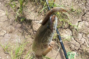 黑魚怎么釣？釣黑魚技巧