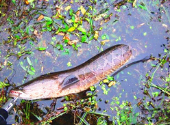 黑魚怎么釣？釣黑魚技巧
