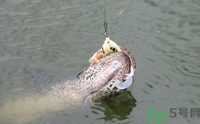 路亞釣黑魚用什么假餌？路亞釣黑魚用什么餌？