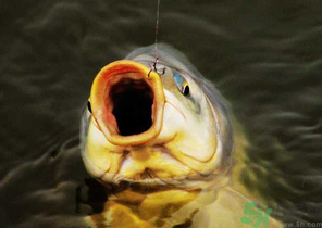 夜釣鯉魚用什么餌料？秋天夜釣鯉魚用什么餌料？