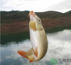 夜釣鯉魚用什么餌料？秋天夜釣鯉魚用什么餌料？