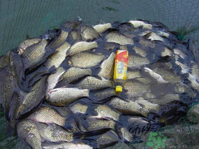 秋天夜釣鯽魚用什么餌料？秋天夜釣鯽魚餌料配方