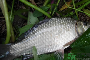 秋天夜釣鯽魚用什么餌料？秋天夜釣鯽魚餌料配方