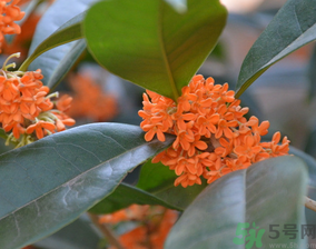 桂花可以做什么食物？桂花可以做什么吃的？