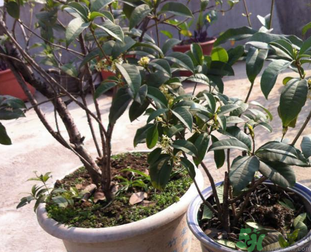 桂花可以做什么？新鮮桂花可以做什么？