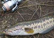 釣黑魚用什么餌？釣黑魚用什么餌最好？