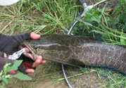 路亞釣黑魚用什么假餌？路亞釣黑魚用什么餌？
