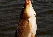 夜釣鯉魚(yú)用什么餌料？秋天夜釣鯉魚(yú)用什么餌料？