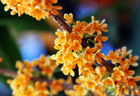 桂花一年開幾次花？桂花是幾月份開花？