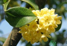 桂花一年開幾次花？桂花是幾月份開花？