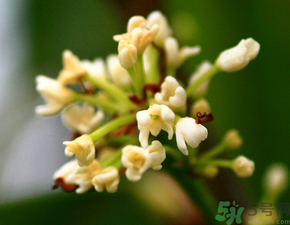 桂花一年開幾次花？桂花是幾月份開花？
