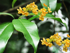  桂花什么季節(jié)開(kāi)花？桂花什么時(shí)候開(kāi)花？