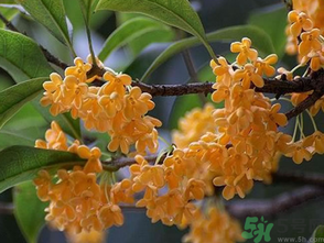 桂花什么季節(jié)開(kāi)花？桂花什么時(shí)候開(kāi)花？