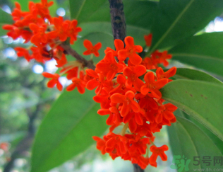 桂花什么季節(jié)開(kāi)花？桂花什么時(shí)候開(kāi)花？